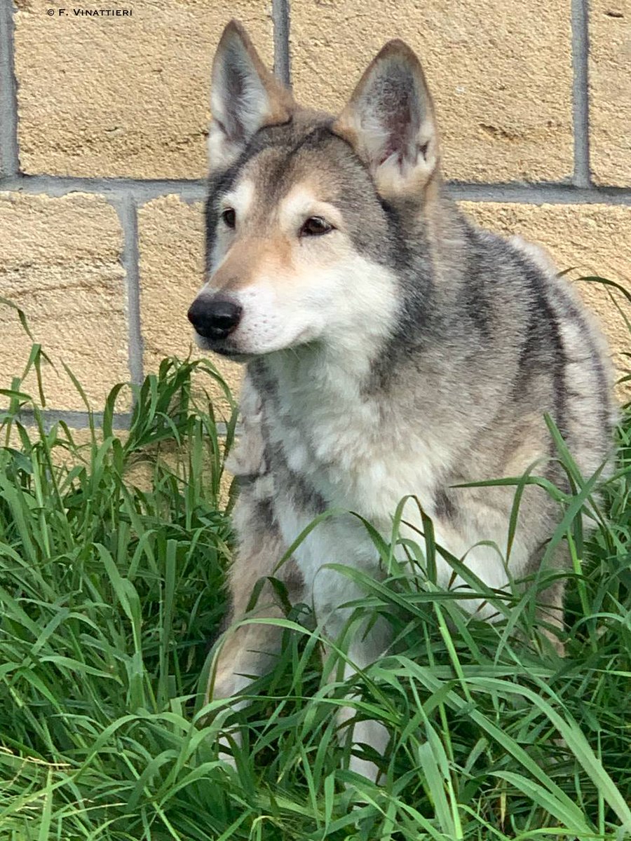 DiFossombrone's tweet photo. ::: ELLEN KESSLER DI FOSSOMBRONE :::
- età / age: 13 anni / thirteen years
- proprietà / owners: Allevamento di Fossombrone & Raffaele Maione
- ph. by © F. Vinattieri
.
.
#saarloos #ellenkessler #difossombrone #fossombrone2023 https://t.co/Dt45h2SEij