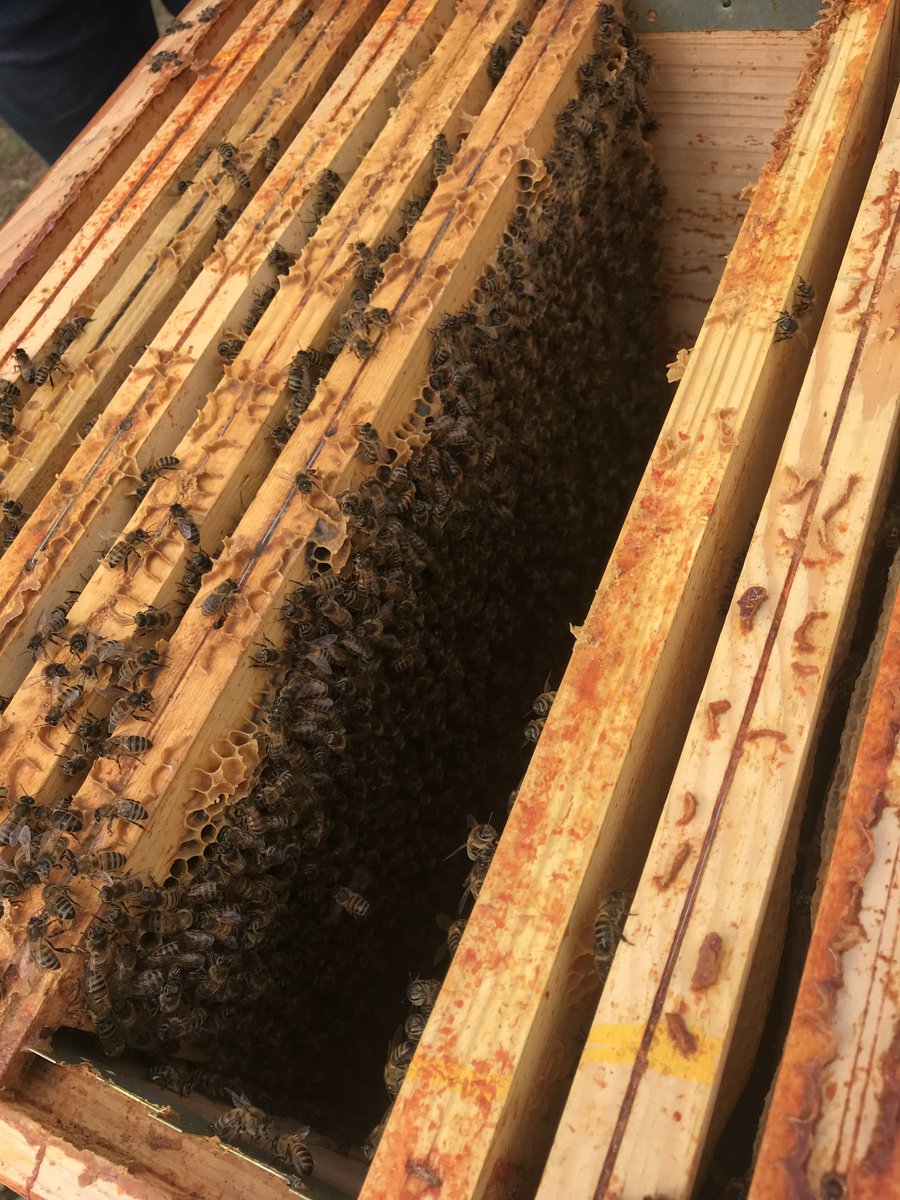 Il y a quelques semaines, nous accueillions sur notre campus de Nantes-Montluc, quelques dizaines de milliers d'abeilles.
Les #abeilles sont essentielles à l'équilibre de notre écosystème, et la sauvegarde de la #biodiversité.
Merci à Beecity pour son accompagnement ! 🐝