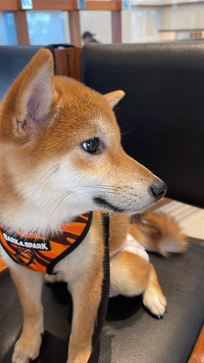itsQuintella's tweet photo. I don’t have pets but these are my bbs at work! Show me the funniest pet pics you guys have and I will pick a winner today for a Friday Pass! 🐶🐱🐼

Like, Follow, RT, and comment your pets to join! https://t.co/BHo0rzwc1C
