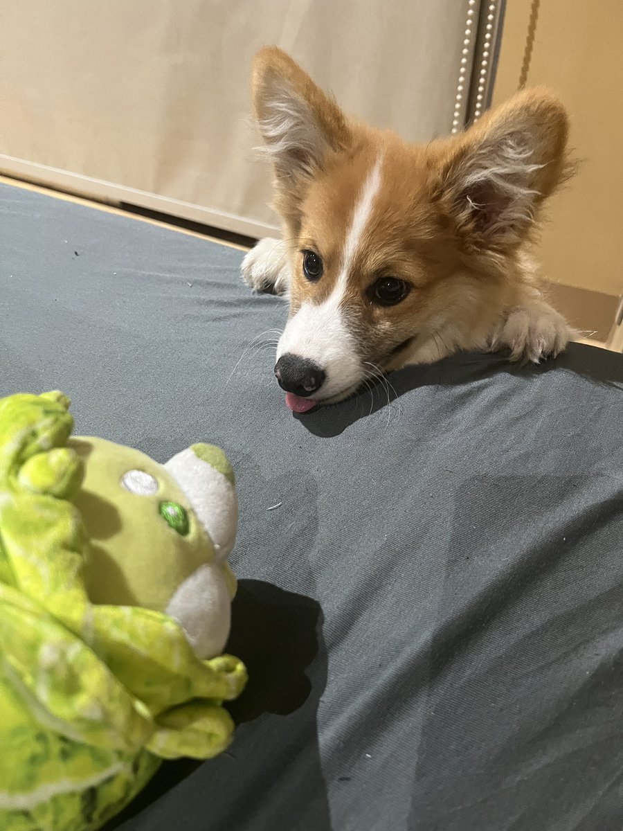 itsQuintella's tweet photo. I don’t have pets but these are my bbs at work! Show me the funniest pet pics you guys have and I will pick a winner today for a Friday Pass! 🐶🐱🐼

Like, Follow, RT, and comment your pets to join! https://t.co/BHo0rzwc1C