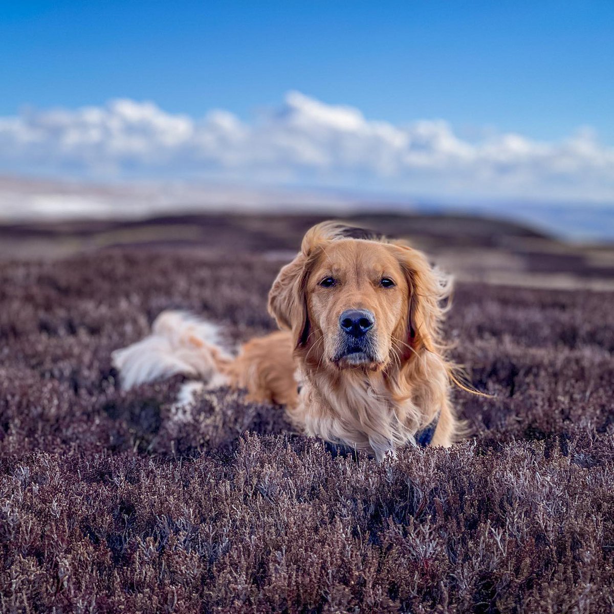 ThisisDurham's tweet photo. Today is National Pet Day! πΎ To celebrate here's some of our favourite snaps of your furry friends exploring #Durham. Do you have a pic you'd like to share with us?
You're guaranteed a pawesome time in Durham! https://t.co/smJIc5yCLP #lovedurham #durhamdogs https://t.co/d5C2oEanVZ