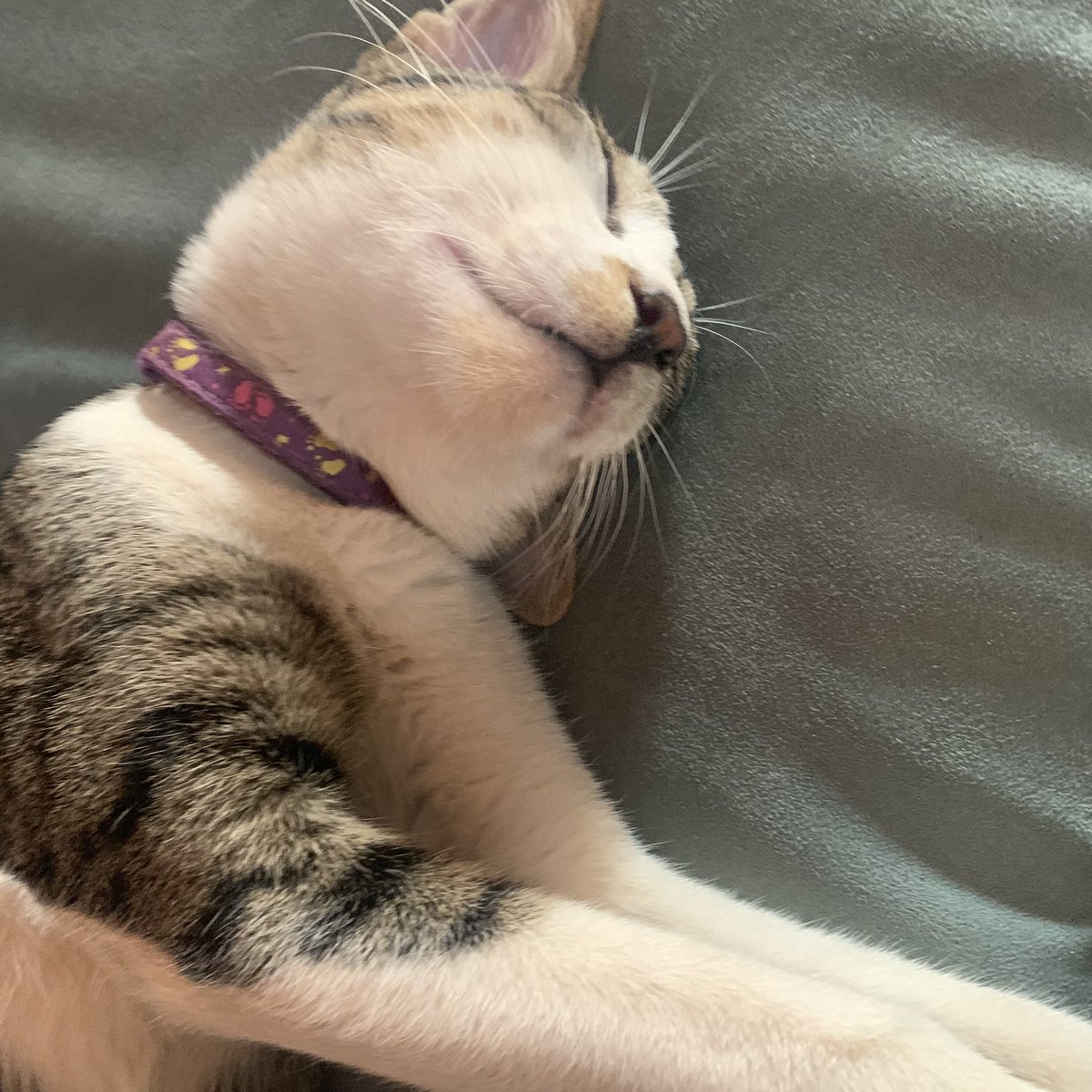 meowrubymeoww_'s tweet photo. 🐈‍���🐈 https://t.co/GYja7OlEeE