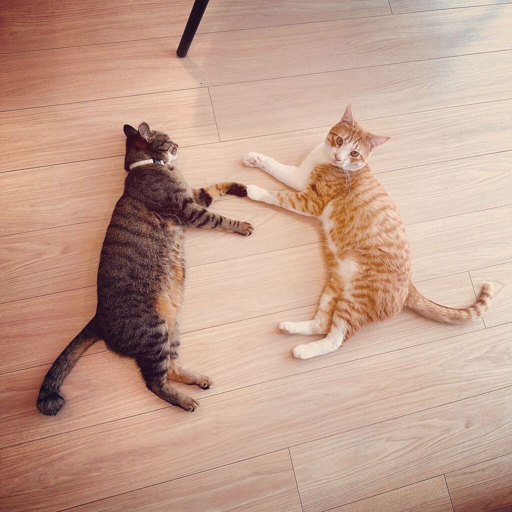 necotoart's tweet photo. #necotoart #cat #cats #catsofinstagram #tabby #lovecats #catlover #cutecat #meaw #mugi #kumo #katsudon #猫 #ねこ #にゃんこ #茶トラ #キジトラ #猫のいる暮らし #かわいい #ねこ部 #ねこのいる生活  #保護猫 #かつどん https://t.co/jHG7xlE8Q7