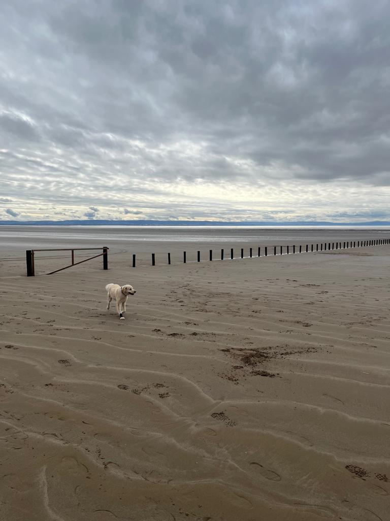 PerfectParksLtd's tweet photo. Who said beaches were just for summertime?!

Paul and his dog had a great time out at Brean Beach after visiting Cheddar Woods recently and the sea views are just amazing! 🌊

#perfectparks #beachviews #holidaypark #tourism #travel https://t.co/nWuv61fWUu