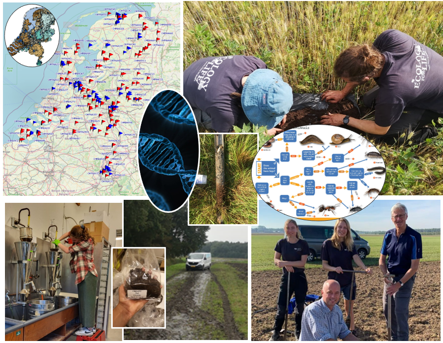 Zoek je een stage met veel #veldwerk en wil je bijdragen aan een #duurzame #bodem? 

Meld je dan nu aan bij <a href="/niooknaw/">NL Inst of Ecology</a>! 👇

cutt.ly/M7Rpz9G
@TerrEcol_NIOO