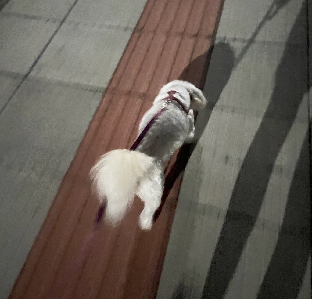 Doortmun's tweet image. Cão a jato