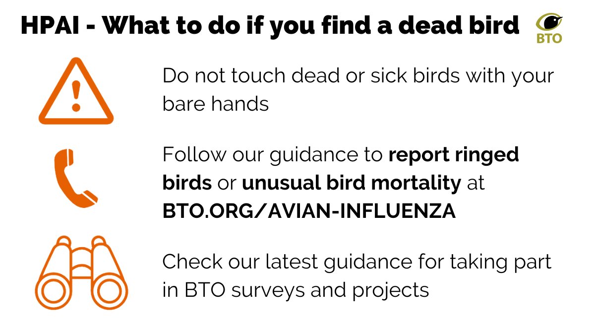 #AvianFlu update: as we move into seabird breeding season, vigilance &amp; early warnings will be key

☎️ ALL dead birds should now be reported to <a href="/DefraGovUK/">Defra UK</a> or <a href="/daera_ni/">DAERA</a>. Please ALSO report them via <a href="/BirdTrack/">BirdTrack</a>

More info 👉 bto.org/avian-influenza

#HPAI #BirdFlu #AvianInfluenza