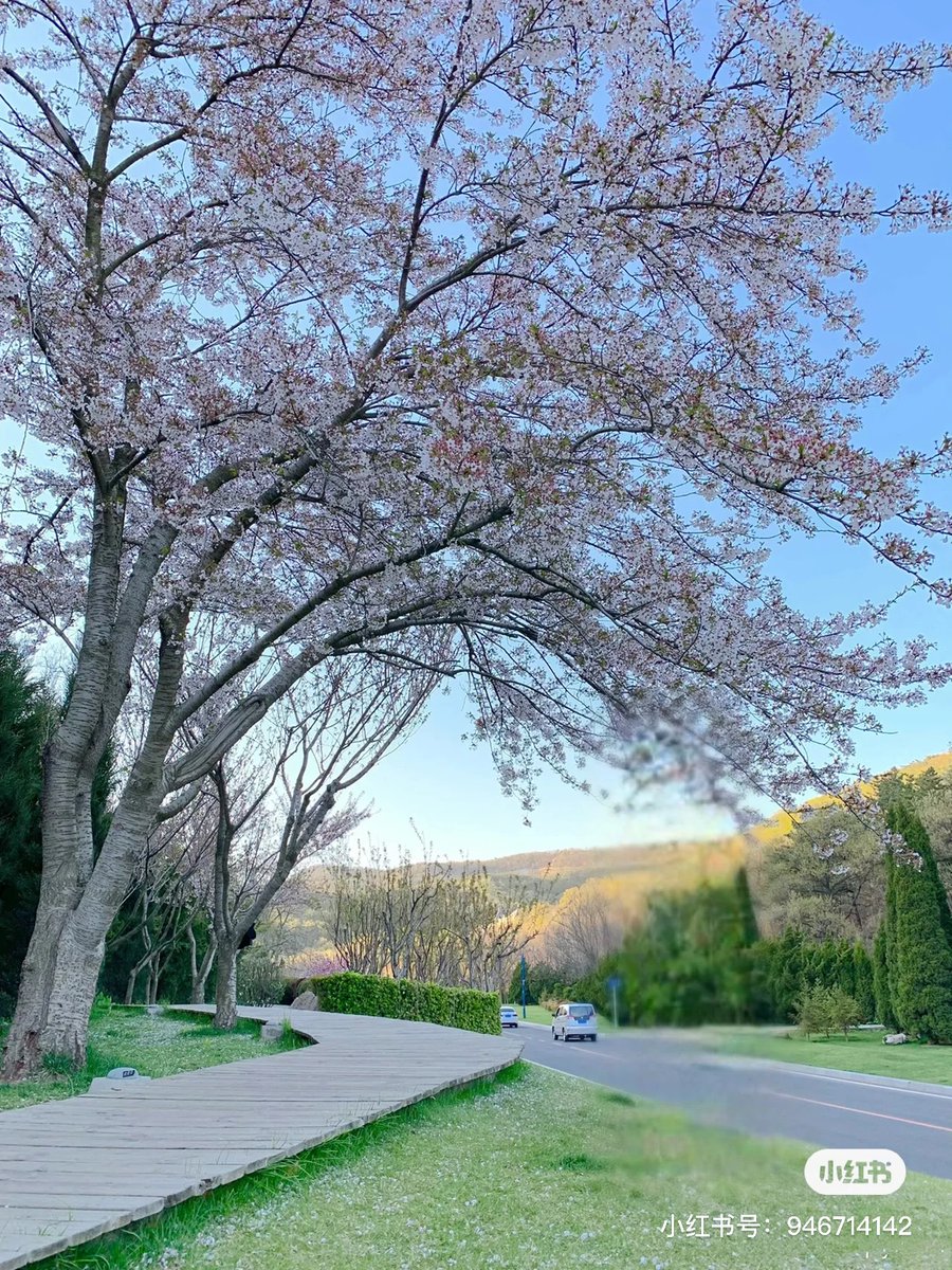 RomanticDalian's tweet image. With the arrival of spring, the Tokyo white cherry blossoms on Dalian's Bangchui Island have come into full bloom. (Source: Zhang Daxian) 
#cherryblossoms #springtime 
#flowerviewing #RomanticDalian