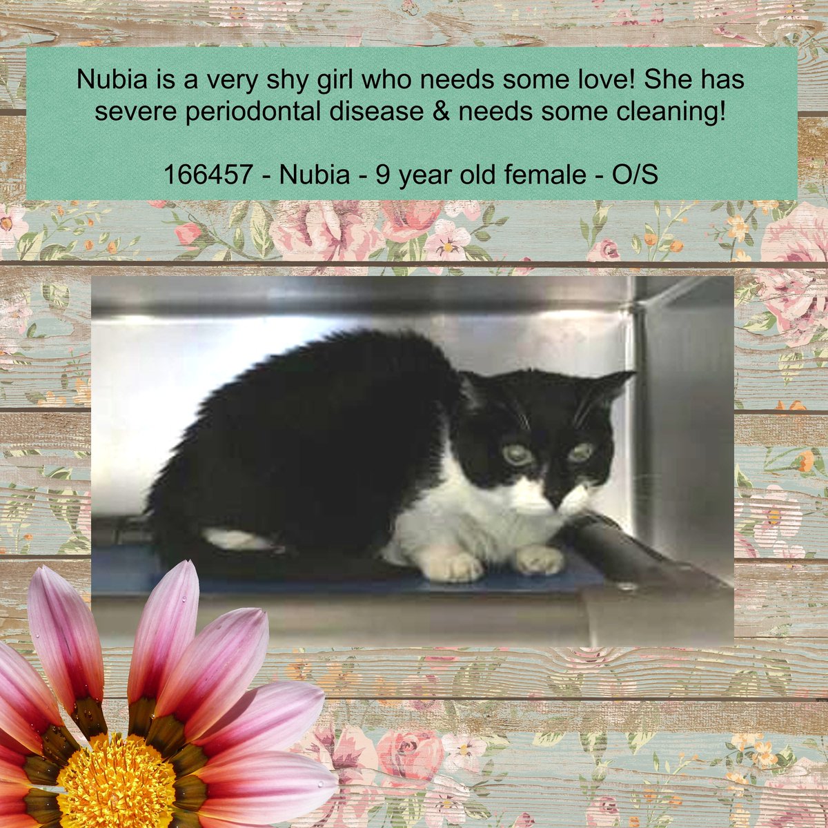 DubJH1009's tweet photo. https://t.co/F7pCtSOmIk #HelpNeededASAP #Mayday #SOS #Desperate #PleaseSaveNow #nyc #cats https://t.co/ZA36sFu1Rc