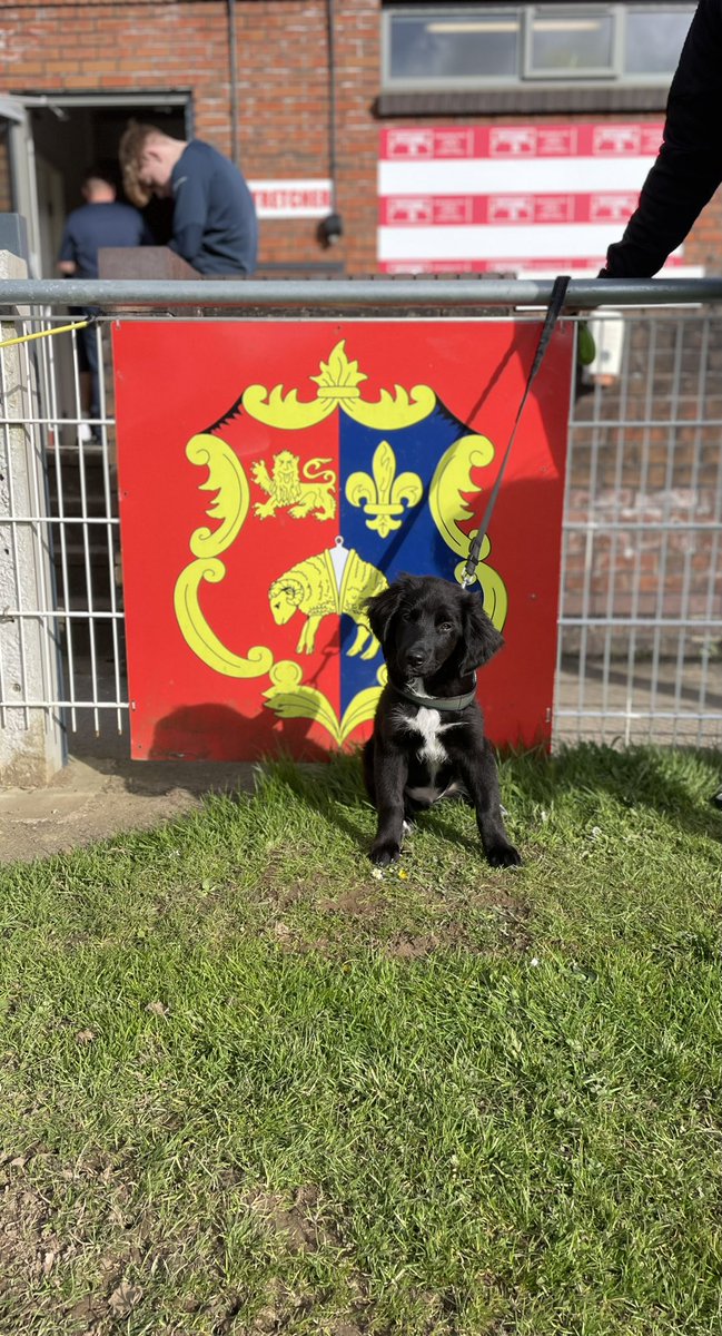 LauraHull1990's tweet photo. Cody enjoying the game @tafclambs @nonleaguedogs #dogs #footballdog #nonleaguefootball #nonleaguedogs https://t.co/qY7ssJVAtT