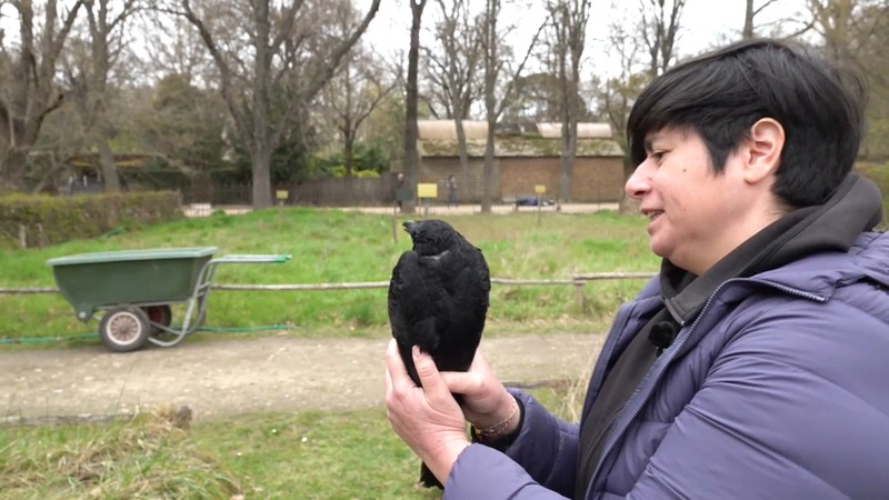 France3Paris's tweet photo. PORTRAIT. La femme qui parlait aux corneilles ⬇️
#oiseaux @Futuropolis #bd #france3pidf

👉ARTICLE COMPLET : https://t.co/XDv9u3bvLp https://t.co/Xbnin9ZRnw