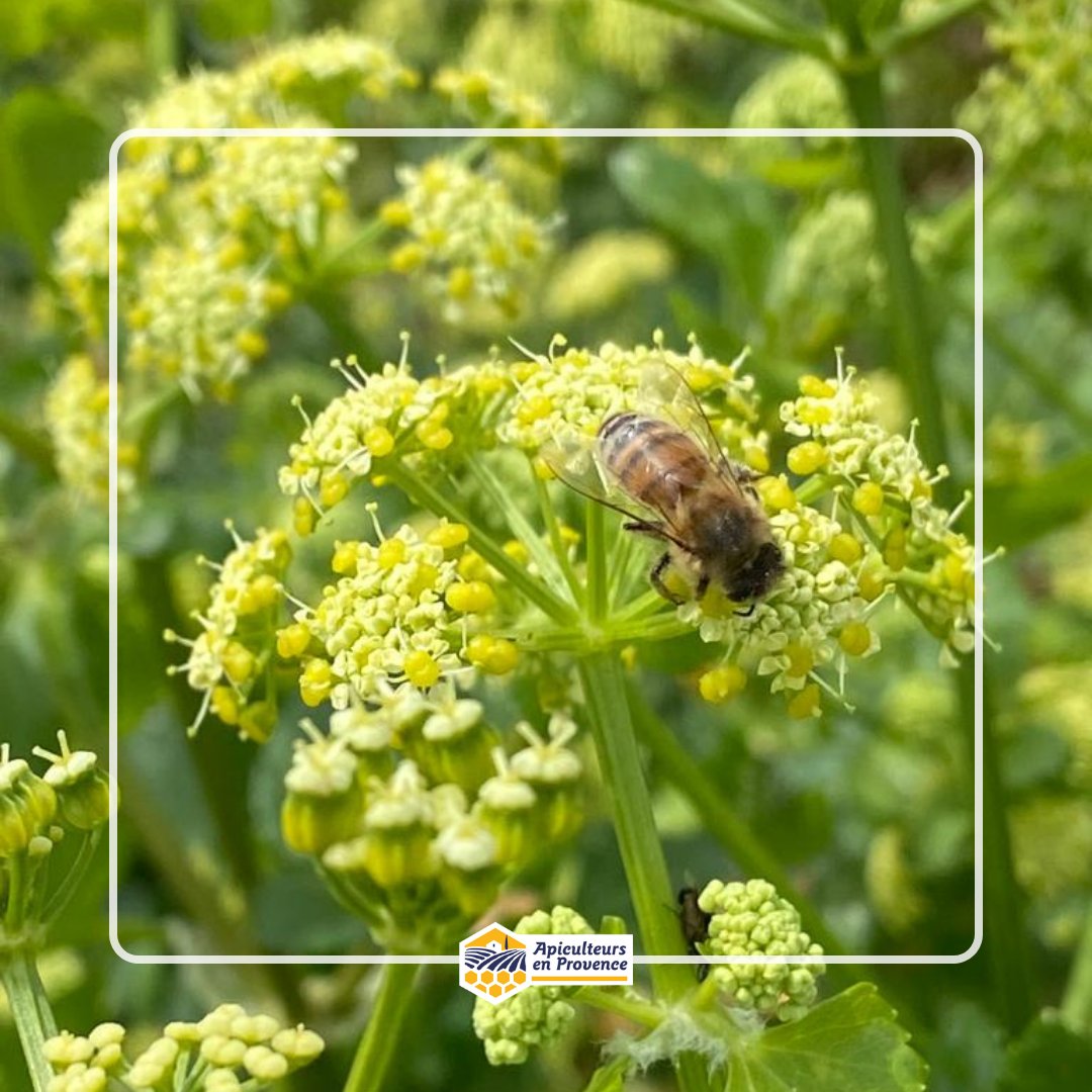 MielsdeProvence's tweet image. Après le lapin et les cloches, voici les abeilles de Pâques ! Ces petites butineuses ont été aperçues ce week-end en Provence 🌼

#abeille #bee #adapi #apiculteursenprovence #mieldeprovence #apiculture #provence #printemps #maregionsud #printemps2023 #spring2023 #pâques #easter