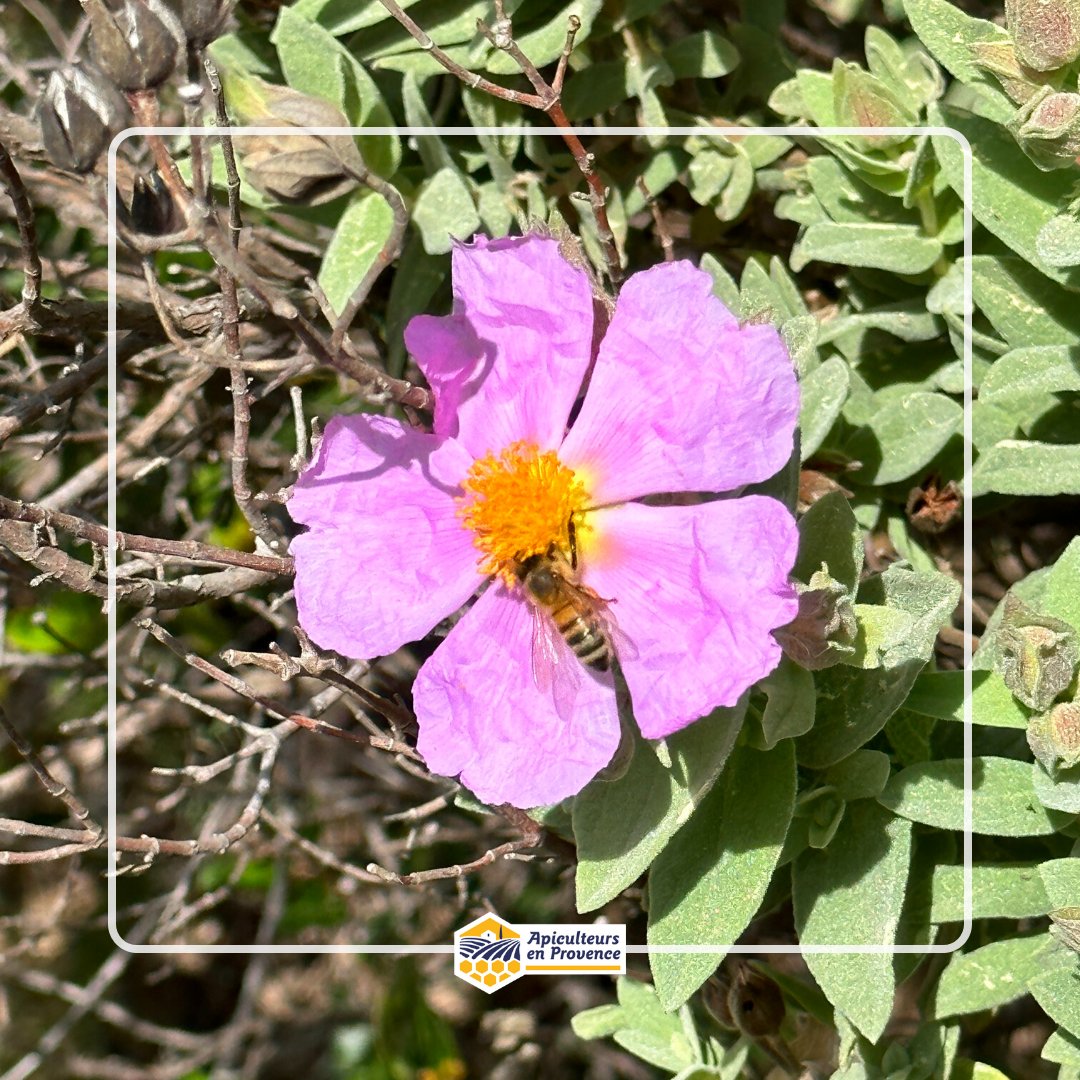 MielsdeProvence's tweet image. Après le lapin et les cloches, voici les abeilles de Pâques ! Ces petites butineuses ont été aperçues ce week-end en Provence 🌼

#abeille #bee #adapi #apiculteursenprovence #mieldeprovence #apiculture #provence #printemps #maregionsud #printemps2023 #spring2023 #pâques #easter