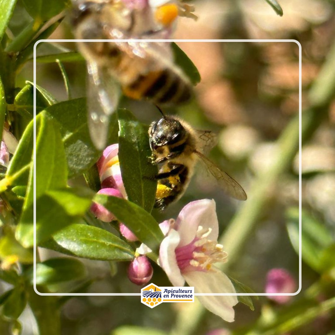 MielsdeProvence's tweet image. Après le lapin et les cloches, voici les abeilles de Pâques ! Ces petites butineuses ont été aperçues ce week-end en Provence 🌼

#abeille #bee #adapi #apiculteursenprovence #mieldeprovence #apiculture #provence #printemps #maregionsud #printemps2023 #spring2023 #pâques #easter