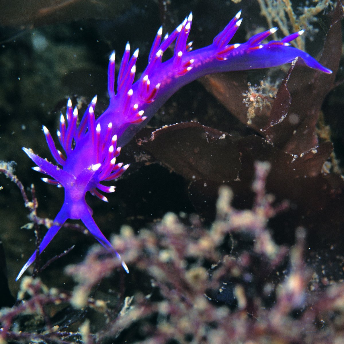 Did you see the amazing footage of how #SeaSlugs travel on #WildIsles? We are a bit obsessed with seaslugs (aka #nudibranch) around here. So much so that we're sharing some of our favourite UK species Find out more about them on our blog👇 mcsuk.org/news/sea-slugs…