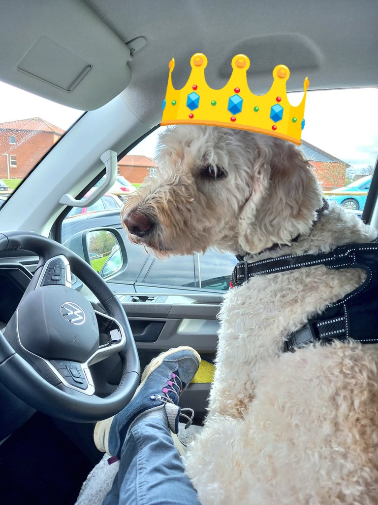 ArtTidal's tweet photo. #NationalPetDay
Khali says......extra treats today please !! https://t.co/ybrUz4oLRp