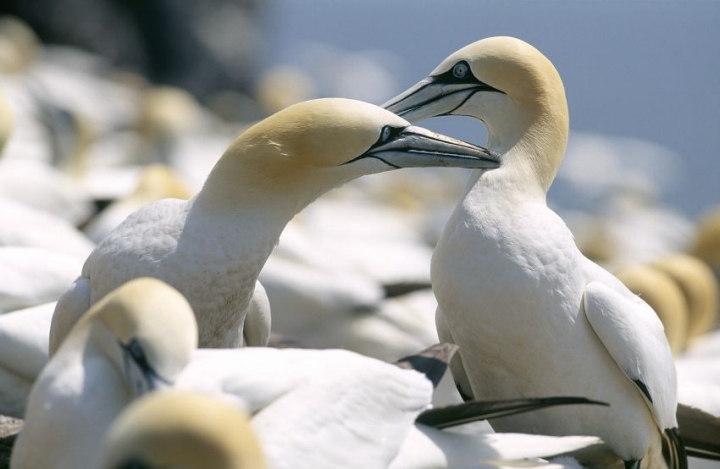 1/3 We've published our report on the unprecedented avian flu outbreak among wild birds over the last few years, with advice from our Scientific Advisory Committee to support the work of Scotland's Avian Flu Task Force.