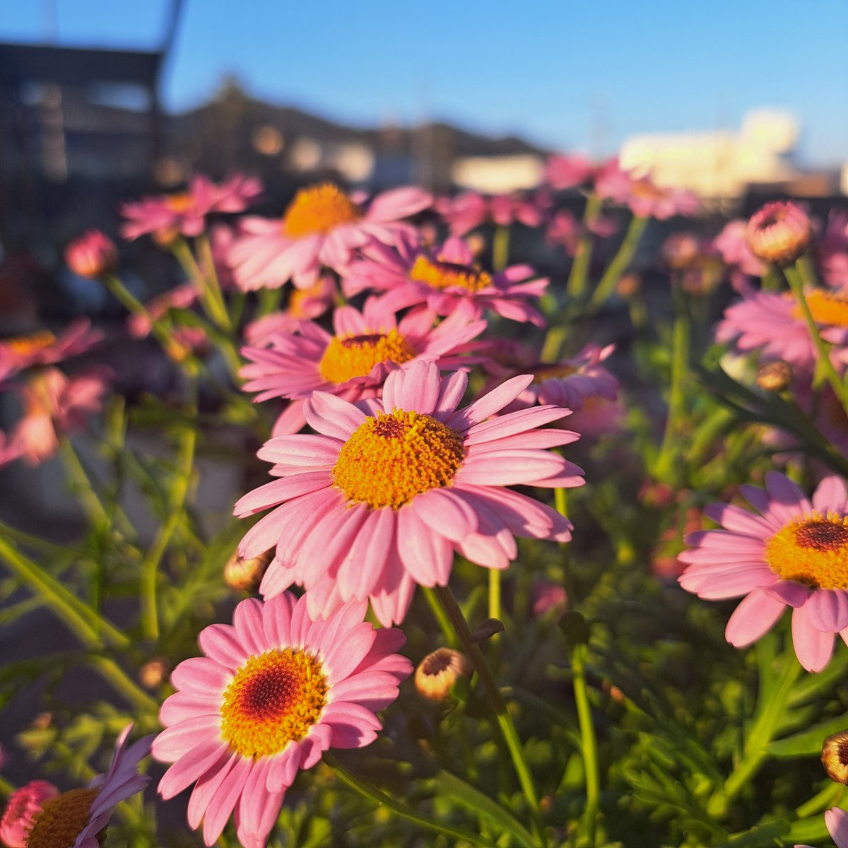 takarazuka_env's tweet photo. 【建物がおしゃれすぎる！あいあいパーク🌼】
こんなおしゃれな建物が宝塚市にあることをご存じでしたか？😆
おすすめの季節のお花の販売や、園芸教室などが開催されています🌷
建物も英国風でおしゃれなので園芸好きな人はテンション上がること間違いなしです🤭💕
#宝塚 #photography #キリトリセカイ https://t.co/bbR6rWPqlq