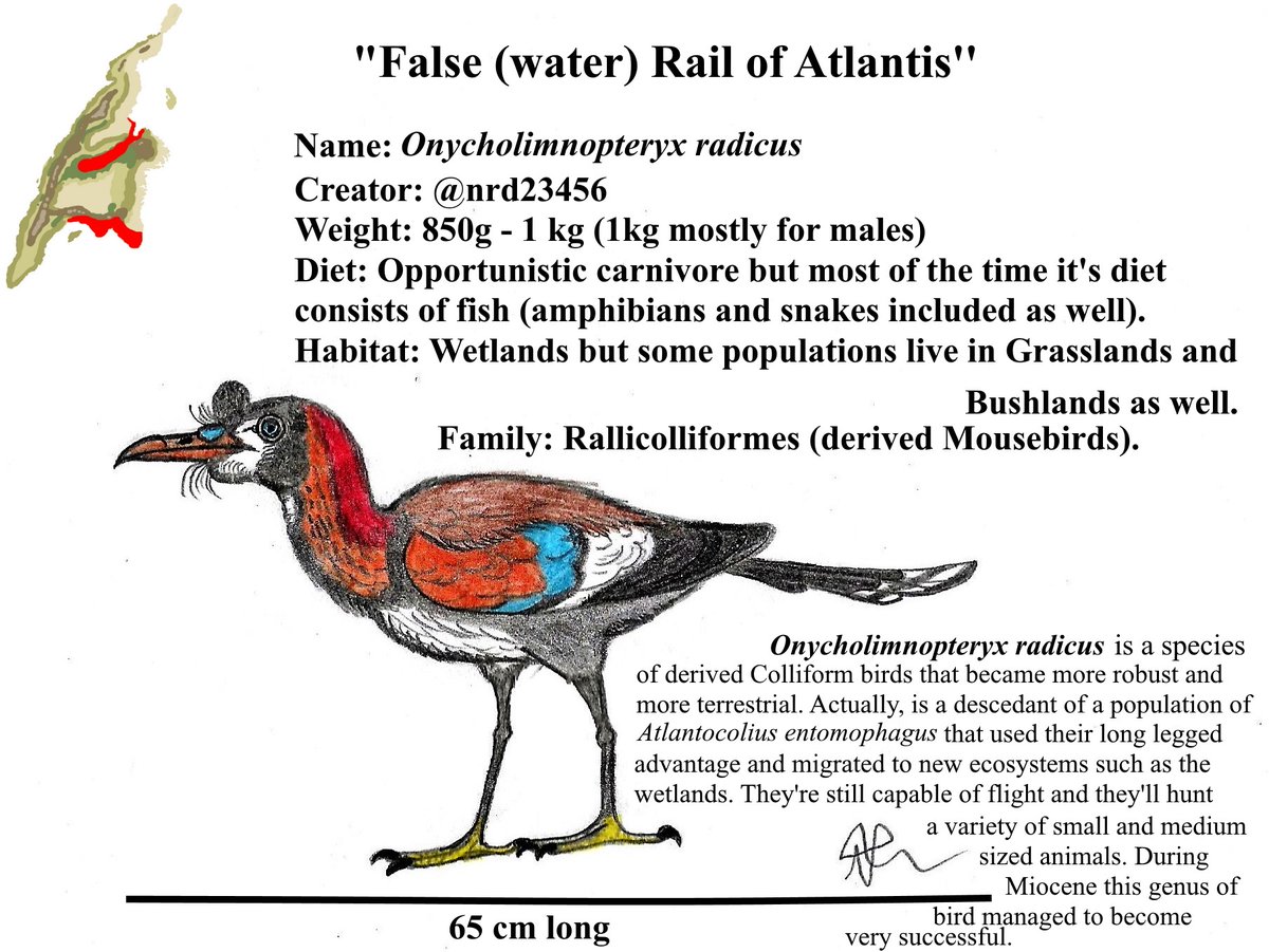 Meet the derived mousebird family I created for Atlantis phase 3 by @/JoschuaKnuppe. 
Egrettocollidae, descendants of the Miocene Rallicolliform, Onycholimnopterix radicus
#speculativebiology #speculativeevolution
#birds