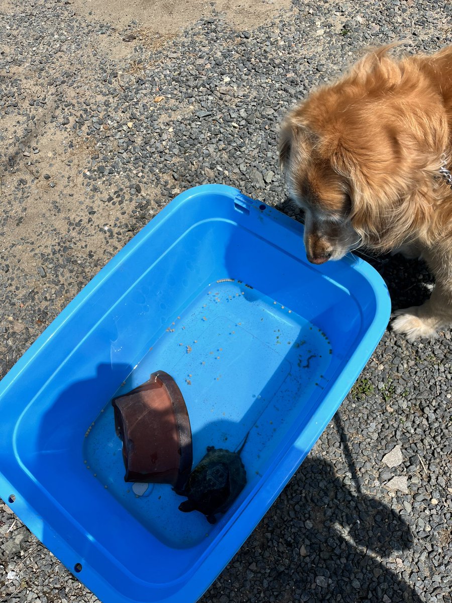 wander__pet's tweet photo. 今日飼育ケースを見たら
カメさん🐢が冬眠から目覚めていました👀
ケースを移し替えてお外に出してあげたら
カメさん🐢との久々のご対面に興味津々のバヴ副店長🐶です✨ https://t.co/shEGmTma5E