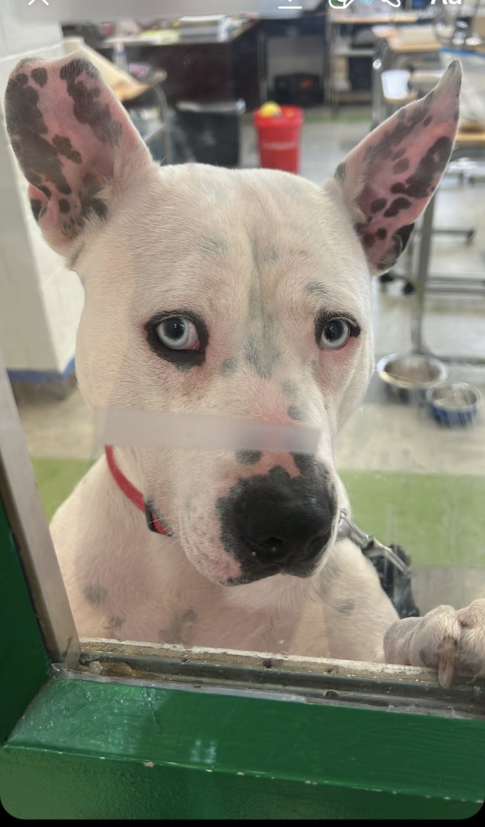 _LovingELLE's tweet image. Bruno my blue-eyed Pit💙
@fox5dc #gooddaydc #NationalPetDay