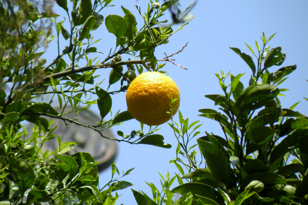 #湯島聖堂
あの実を食べれば頭が良くなるに違いない……と小学生みたいなことを考えながら撮影🍊