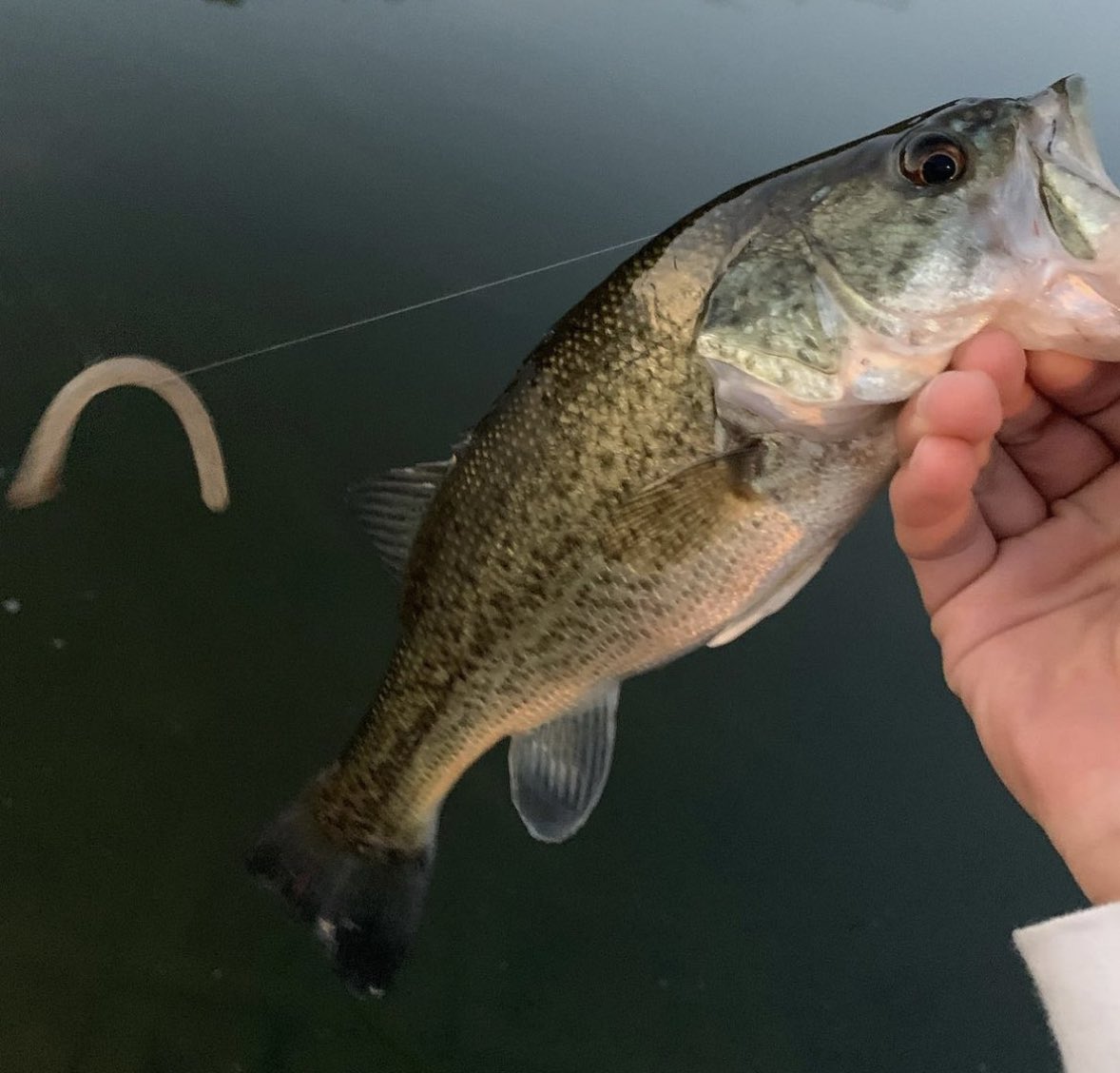 ruibakuchou's tweet photo. 学校終わりのため池🎣
ヤミー4.5ARで🐟
一回スイムベイト通したのにこれ投げてハングオフした瞬間でした😂

君たち選ぶよねーーーー🪱🍴😋

#WSSst65L https://t.co/gkXTRH9jgo