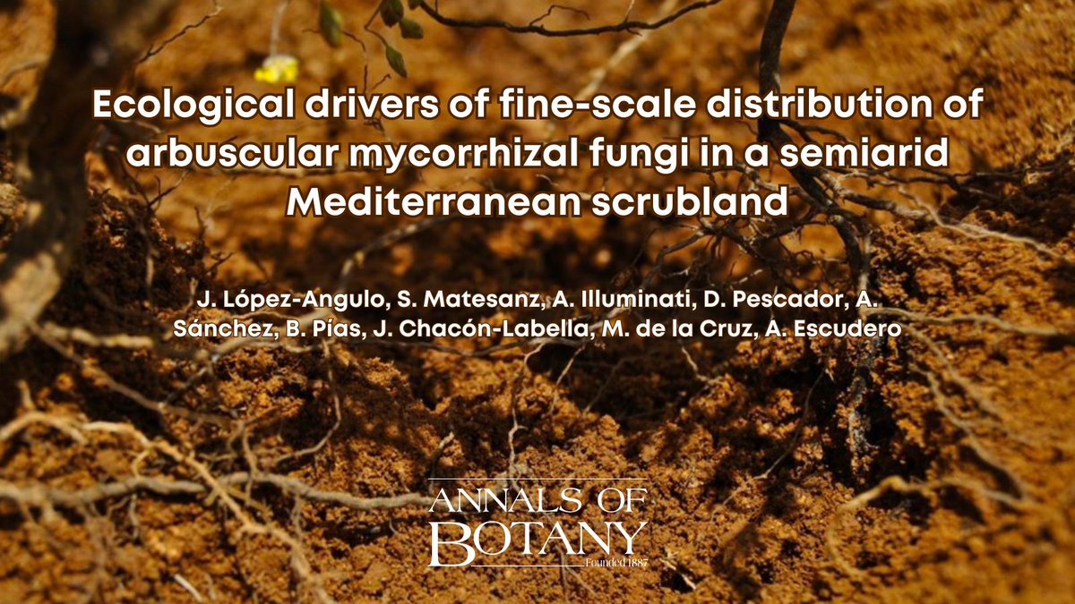 annbot's tweet photo. 🍄🌿 Join us to learn about the newly published paper ‘Ecological drivers of fine-scale distribution of arbuscular mycorrhizal fungi in a semiarid Mediterranean scrubland’ by @JesusLopAng and co-authors in @annbot https://t.co/OGFtJU4pxb #AoBpapers (1/7) https://t.co/ksU1wsLymK