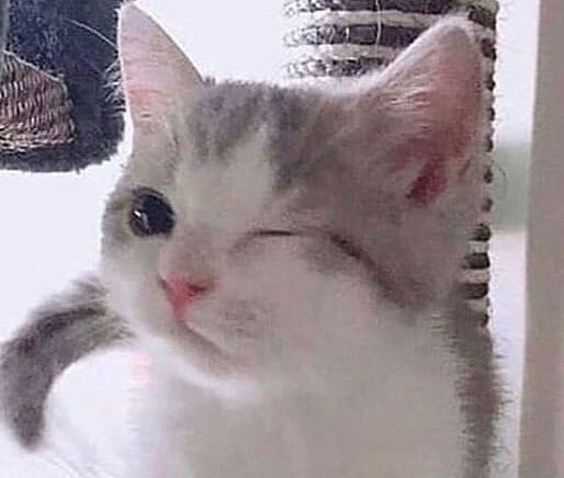 Why you should have a cat (@shouldhavecat) on Twitter photo 