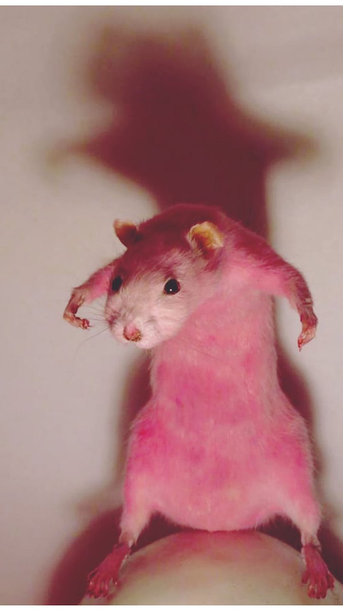 King of the Rats (@ratgodofpaisley) on Twitter photo 