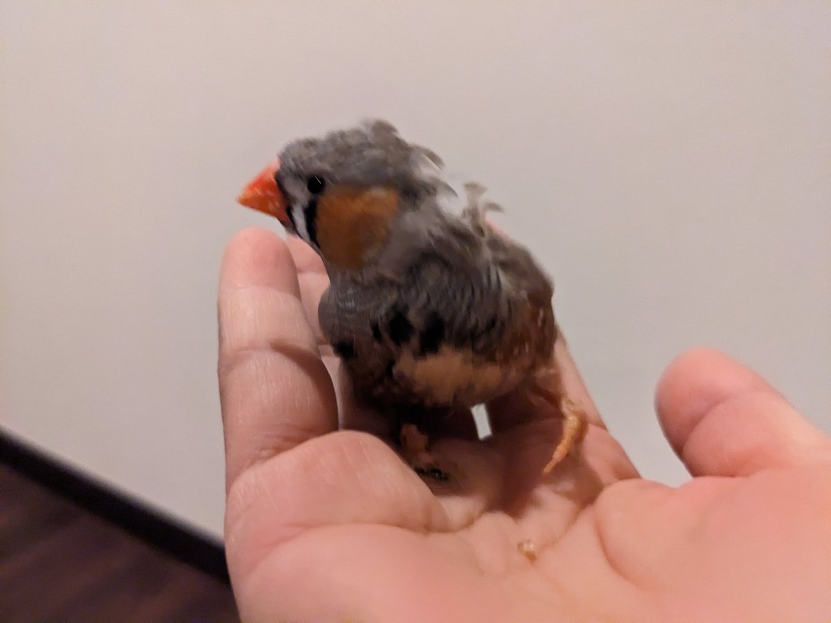 bellwo5963's tweet photo. '
里親様を待っている仔たち

オカメ'S 中雛
よく食べ遊び歌います
べるを仕込みホーホケキョ

ＧＯＧＯ最後のセキセイ
お転婆さん♪

かわいいフィンチたち

その他、治療を引き継ぐ形で
お引渡し可能の鳥さん(応相談)

保護鳥をお迎えするという
選択があるということを
知っていただければ幸いです https://t.co/yfd3Kt0gus