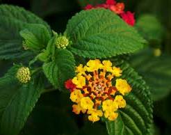 FredKaiser9's tweet photo. Lantana camara https://t.co/GdUH7tE0zr