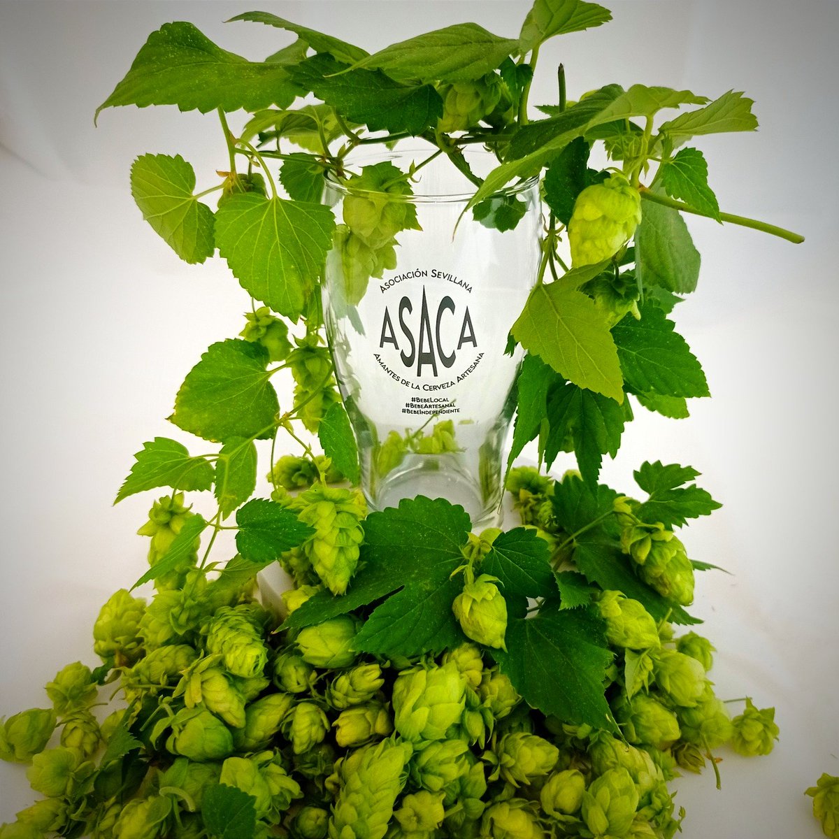 ASACAinfo's tweet photo. En ASACA estamos organizando una compra conjunta de plantas de lúpulo a @Cervesa_LoVilot Si estás interesado escríbenos al 624 035 554
🚨La recogida de plantas será en Sevilla🚨
#Amantesdelacervezaartesana https://t.co/Grd53P9B0d