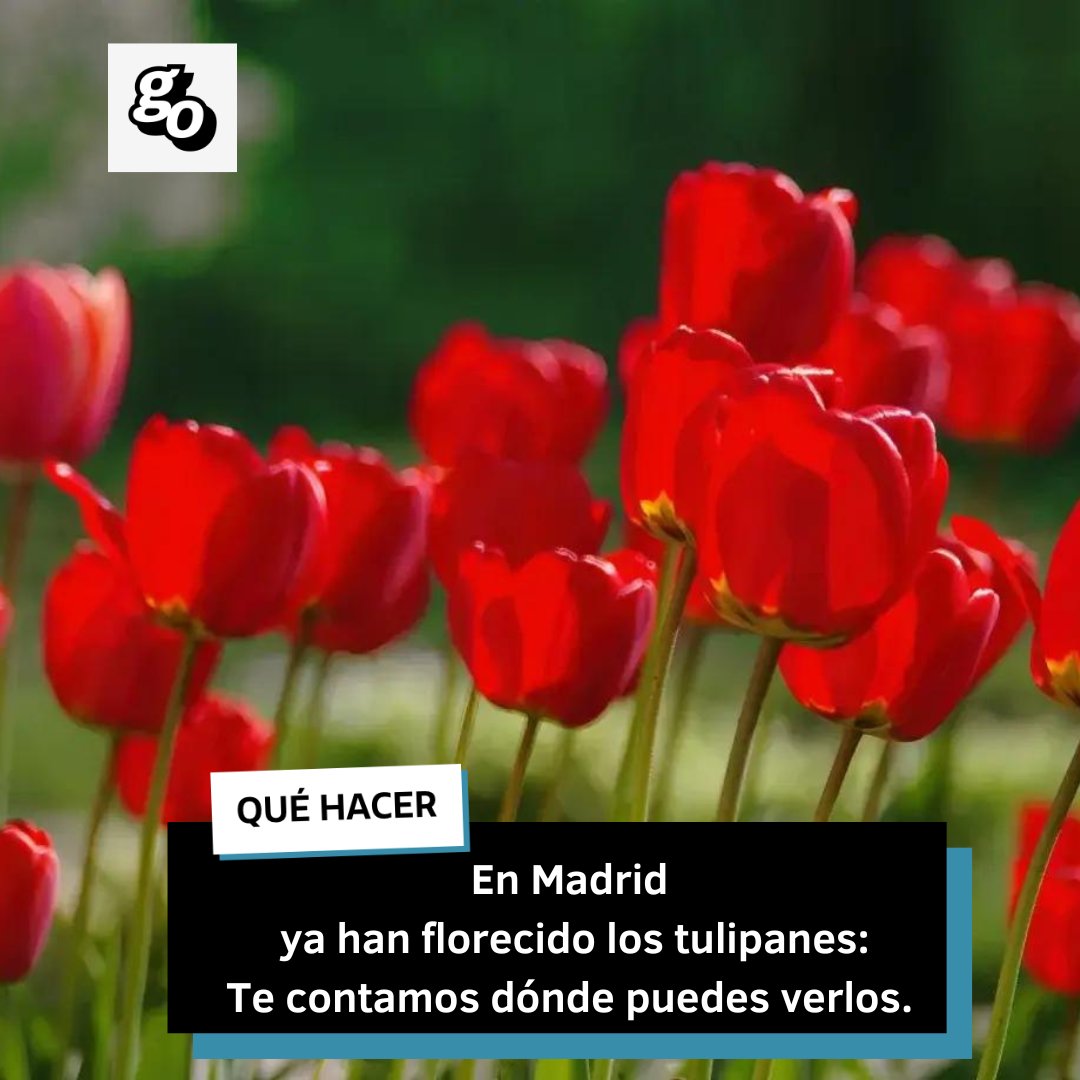 Los tulipanes ya han florecido en este jardín de #Madrid⬇️
guiadelocio.es/madrid/plan/lo…

#flores #tulipanes #quehacerenmadrid #planesmadrid #planesromanticos #planesenpareja #planesconniños