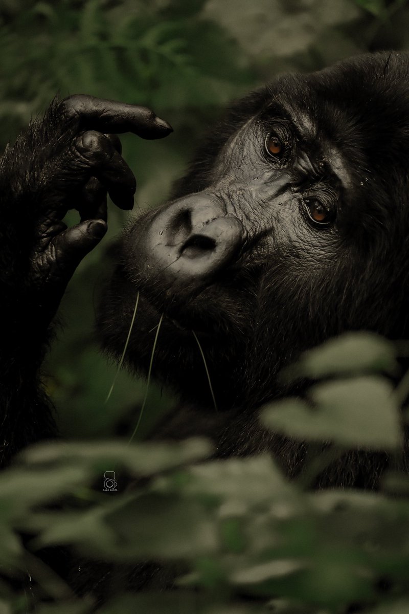 Support my hustle.. I need 500 Retweets for this photo 🦍🦍 please 🙏🏾