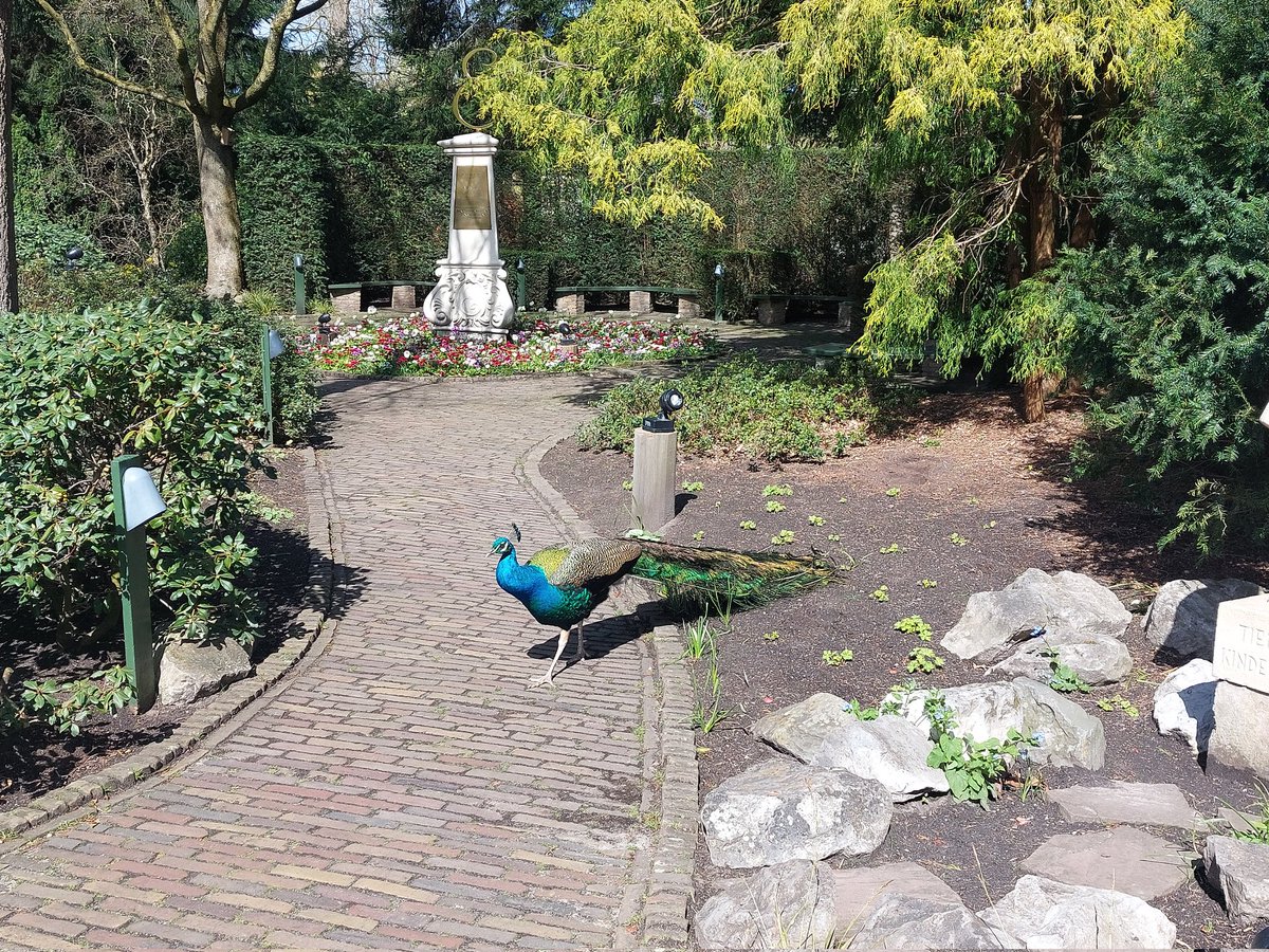 EftelGroen's tweet photo. Mijn favoriete Efteling plekje. Wat is jouw favoriete plek?
#efteling #jeroenpauw #siertuin https://t.co/QXPFhc0nnc