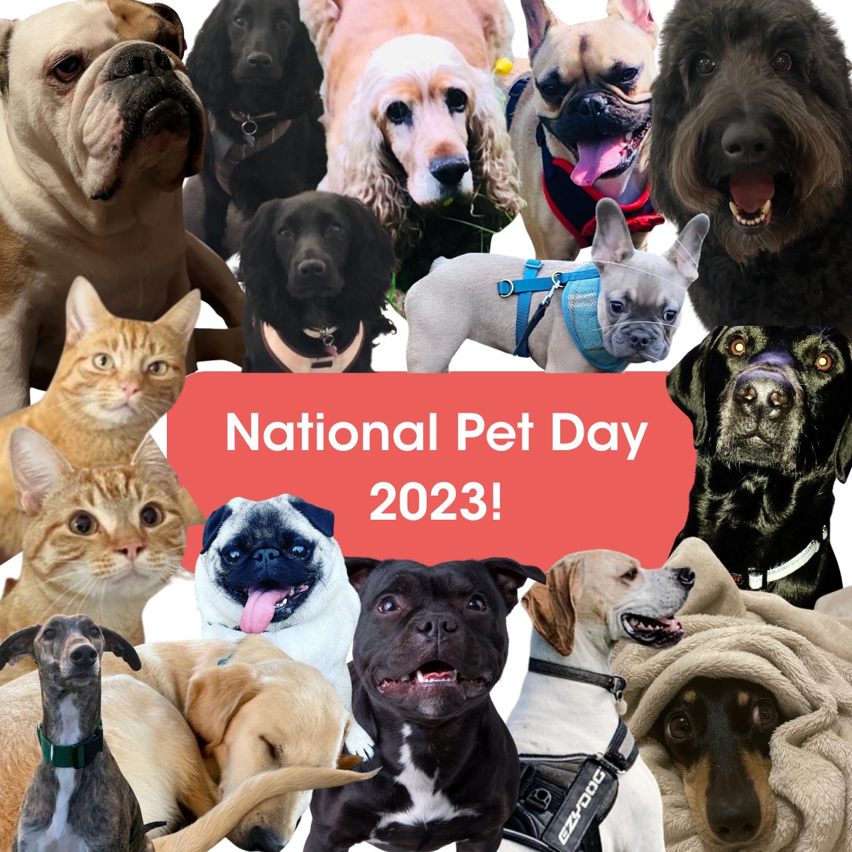 Its National Pet Day 2023! 🐾 What better excuse to post our teams beloved animals 🐶❤️🐱 How many furry friends of #teamdbfb can you spot in this? 👀 #NationalPetDay2023 | #Petlovers |