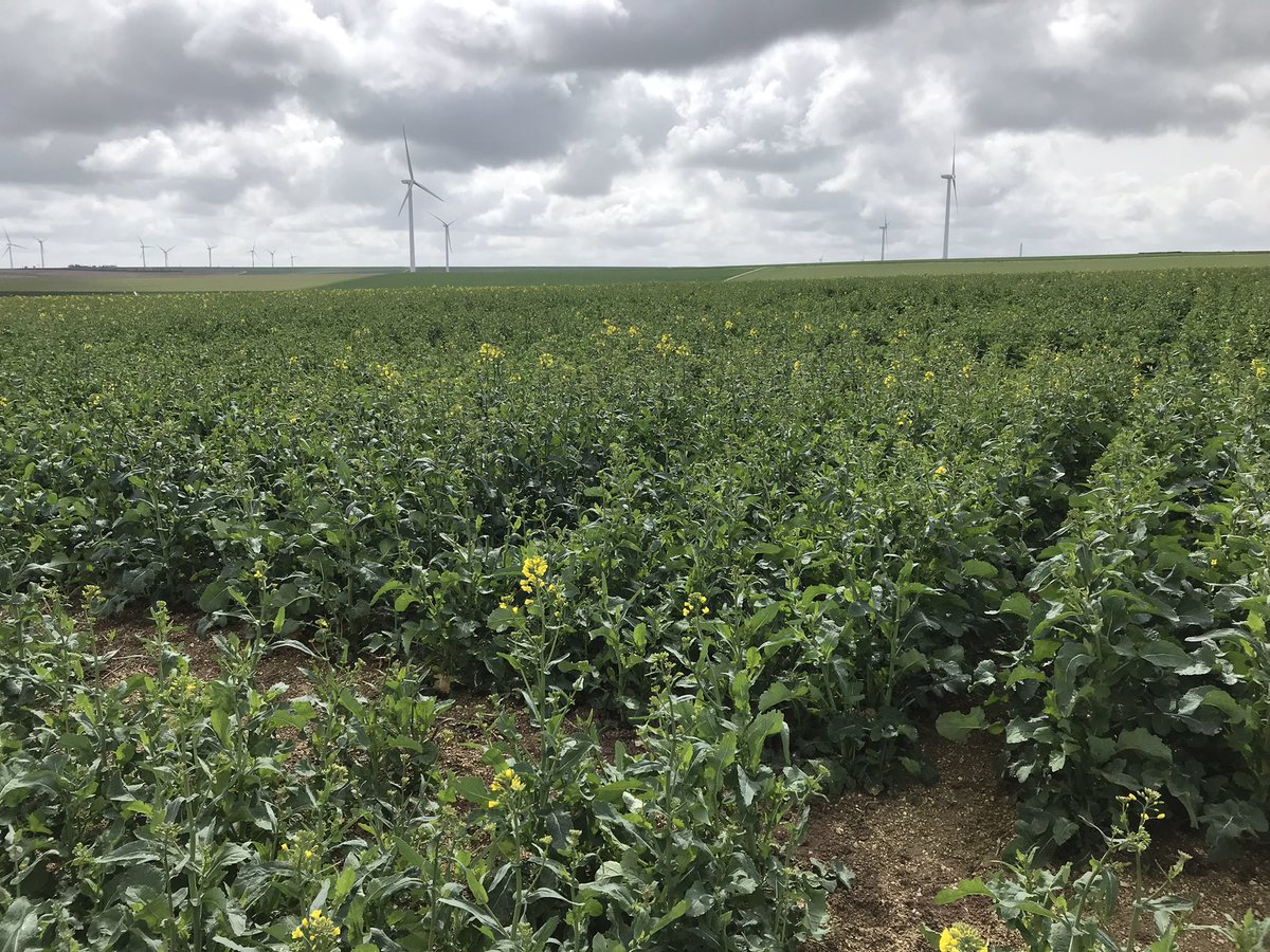 StephVivienMas's tweet photo. Dans la série je profites des essais retd #colza #masseeds pour voir les news, #columbia et #kombia ce matin je suis dans la #marne manque un peu le soleil pour valoriser les premières floraisons et ici de la belle #luzerne et tourteaux de colza voilà #planproteine #pourlesnuls https://t.co/w30Jn0JHcd