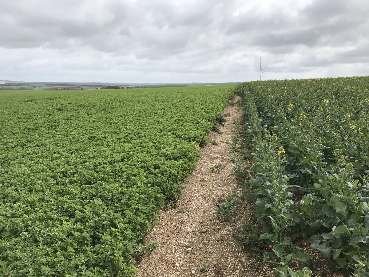 StephVivienMas's tweet photo. Dans la série je profites des essais retd #colza #masseeds pour voir les news, #columbia et #kombia ce matin je suis dans la #marne manque un peu le soleil pour valoriser les premières floraisons et ici de la belle #luzerne et tourteaux de colza voilà #planproteine #pourlesnuls https://t.co/w30Jn0JHcd