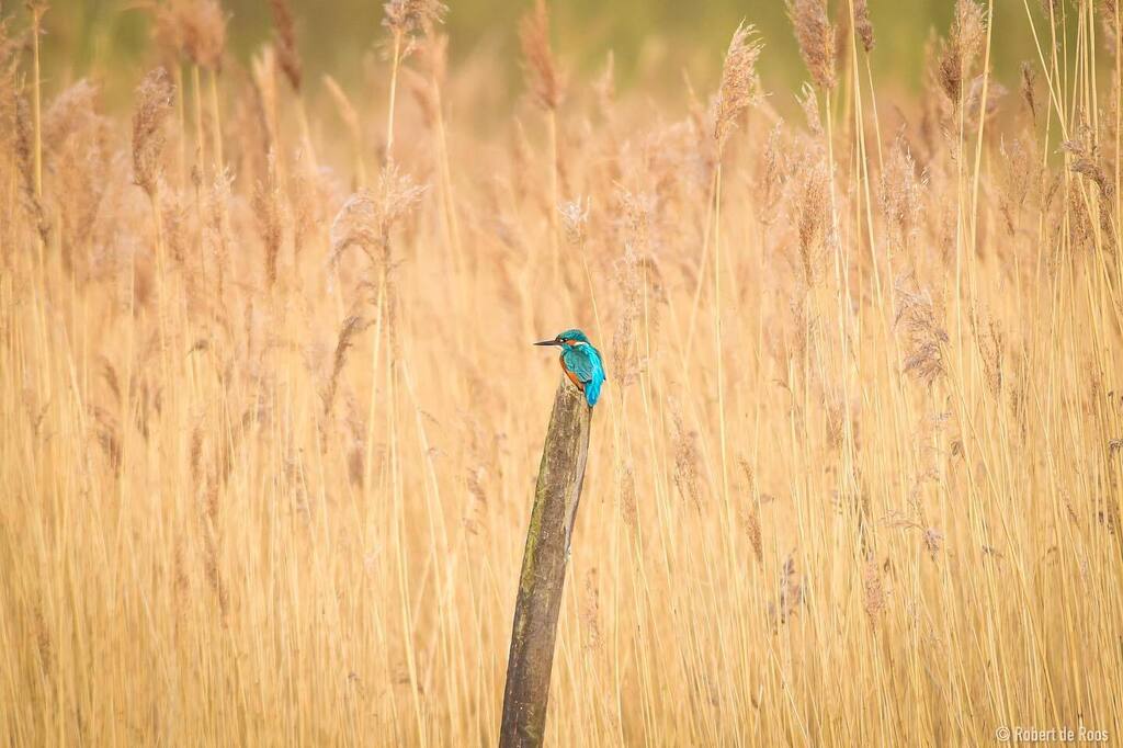 A male common kingfisher 🎣 

#kingfisher #commonkingfisher #ijsvogel #kingfishers #kingfisherphotography #bird #birds #birdphotography #birdlovers #birdlover #birdlove #birdsofinstagram #birdstagram #birdsinnetherland #birdphoto #birdphotos #birdwatc… instagr.am/p/Cq5HRbPoB7d/