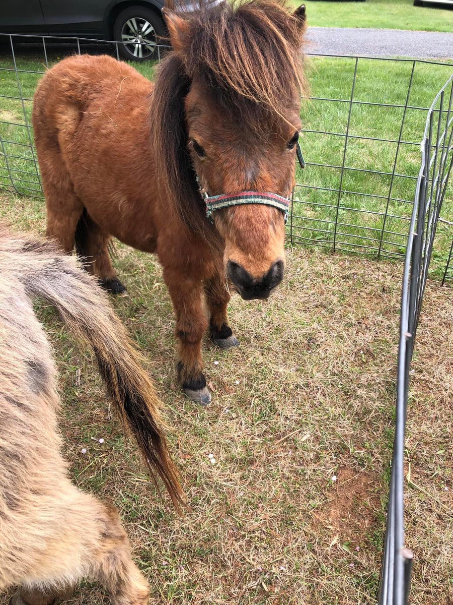 ShellWayland's tweet photo. #gooddaydc #NationalPetDay these petting zoo animals were amazing, clean, and friendly. @stevechenevey @TuckerFox5 https://t.co/1UW62AVqaH