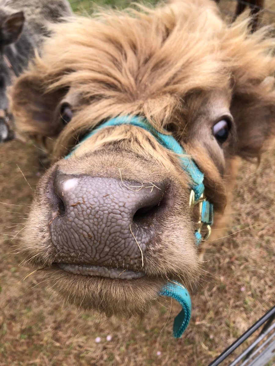 ShellWayland's tweet photo. #gooddaydc #NationalPetDay these petting zoo animals were amazing, clean, and friendly. @stevechenevey @TuckerFox5 https://t.co/1UW62AVqaH