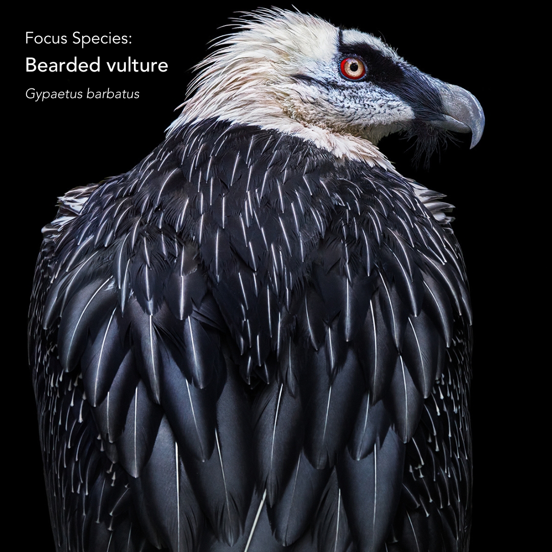 HorstmannTrust's tweet photo. Our second focus species is the bearded vulture.

Known for their distinct appearance &amp; diet of bones, bearded vultures are almost mythological. Unfortunately, due to threats from poisoning &amp; persecution, they're listed as Near Threatened &amp; extinct in much of their European range https://t.co/BrD5XAVudE