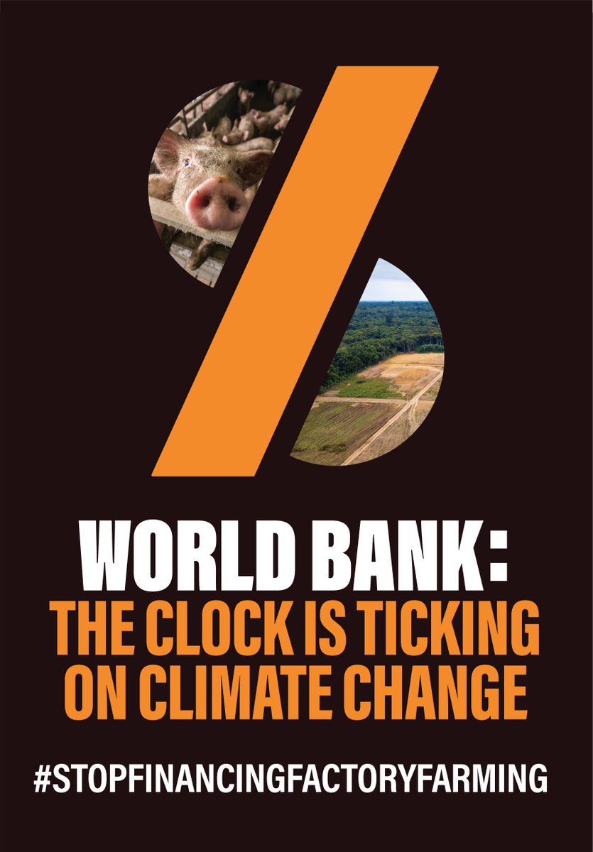 Despite massive opposition from social movements, the @WorldBank's private sector arm @IFC_org continues to fund industrial livestock corporations that are causing the #climatecrisis and other harms #StopFinancingFactoryFarming @S3F_global @GFC_forests