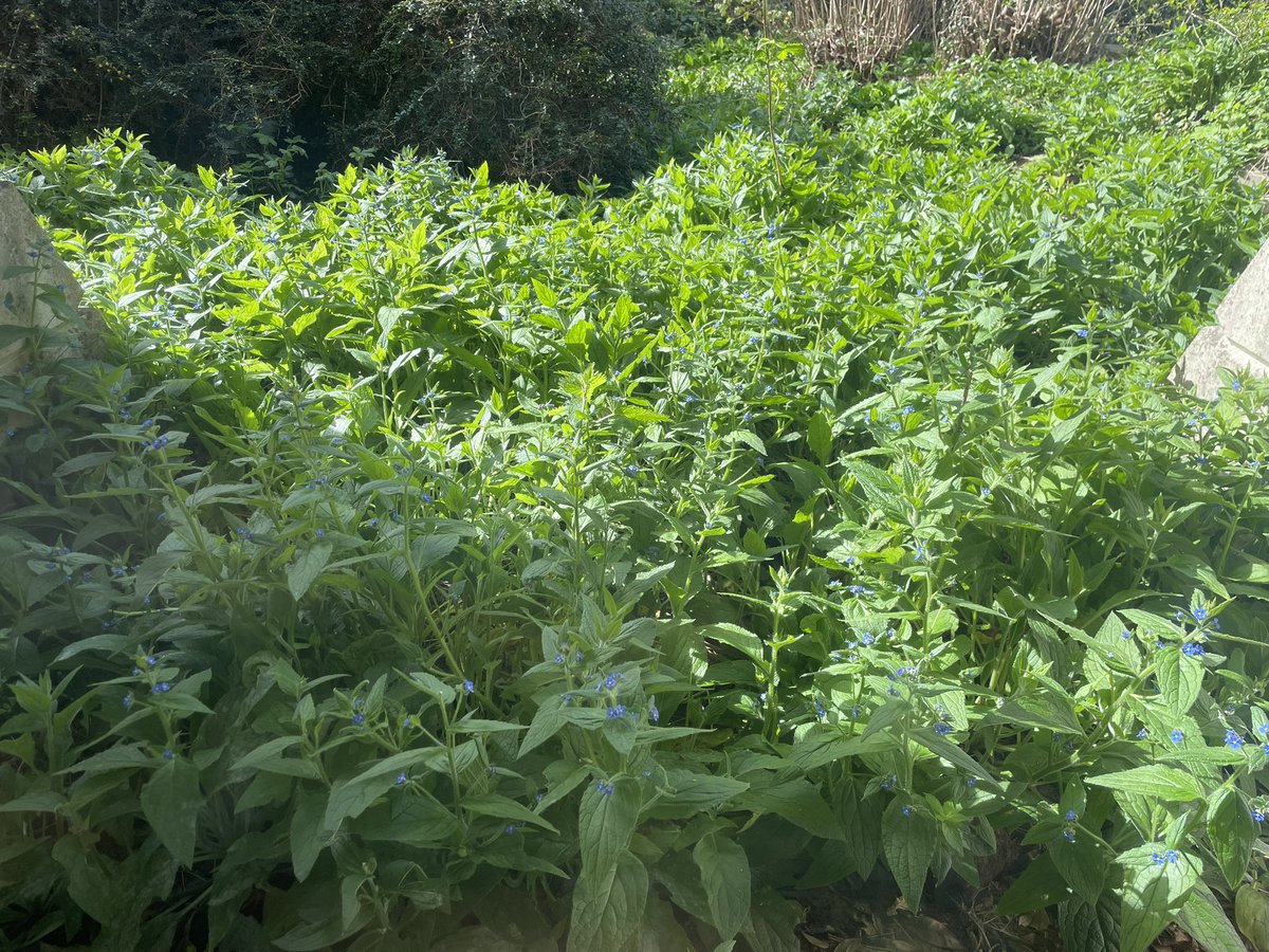 Caroline Cornish (@carolinecornis1) on Twitter photo Back <a href="/kewgardens/">KewGardens</a> this morning to be greeted by this sea of beautiful #Pentaglottis #sempervirens outside my office window - quite the #Wordsworthian moment! Back <a href="/kewgardens/">KewGardens</a> this morning to be greeted by this sea of beautiful #Pentaglottis #sempervirens outside my office window - quite the #Wordsworthian moment!