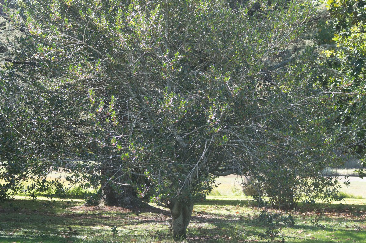 DesertCamel77's tweet photo. Could my kiwi twitter friends help me out, please. What tree is this? I would say it's a native There was a Woody having a good feed on the berries.
#NZNative https://t.co/lnHJwh8NBL