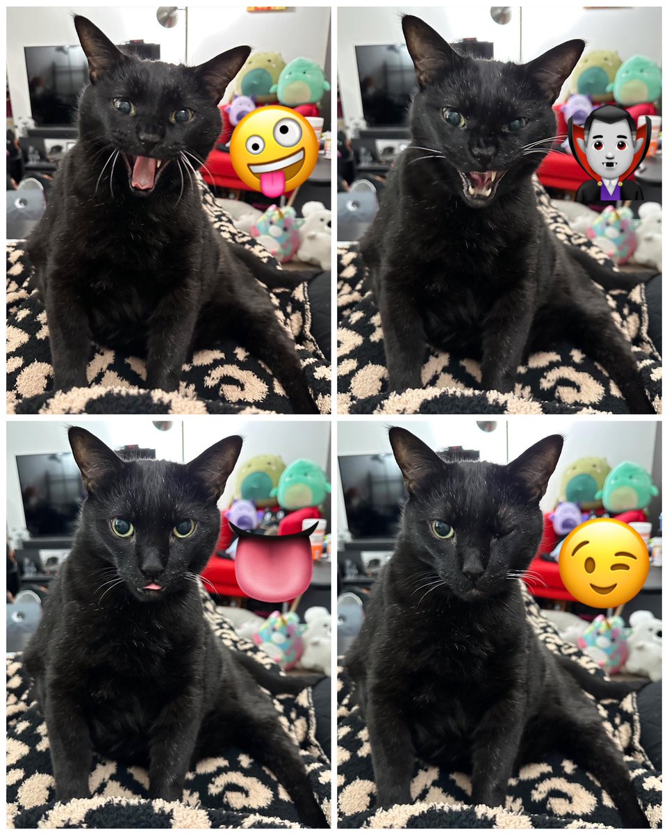 mannyblackcat's tweet image. The many faces of Manny:

🤪 Crazy Manny

🧛🏻‍♂️ Ferociously Fanged Manny

👅 Bleppy Manny

😉 Winky Manny

Which one is your favorite?

#cats #funnycats #funnyfaces