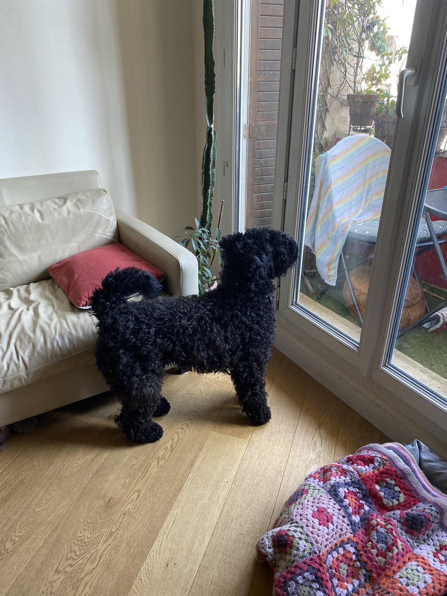 IrishKerryBlue's tweet photo. A bit of dangerous fly hunting #kerryblue #dogsoftwitter #irishdogs https://t.co/XaalJFRRqR