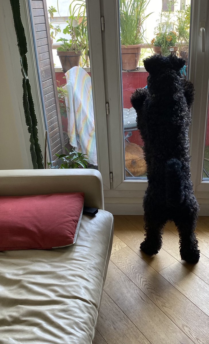IrishKerryBlue's tweet photo. A bit of dangerous fly hunting #kerryblue #dogsoftwitter #irishdogs https://t.co/XaalJFRRqR
