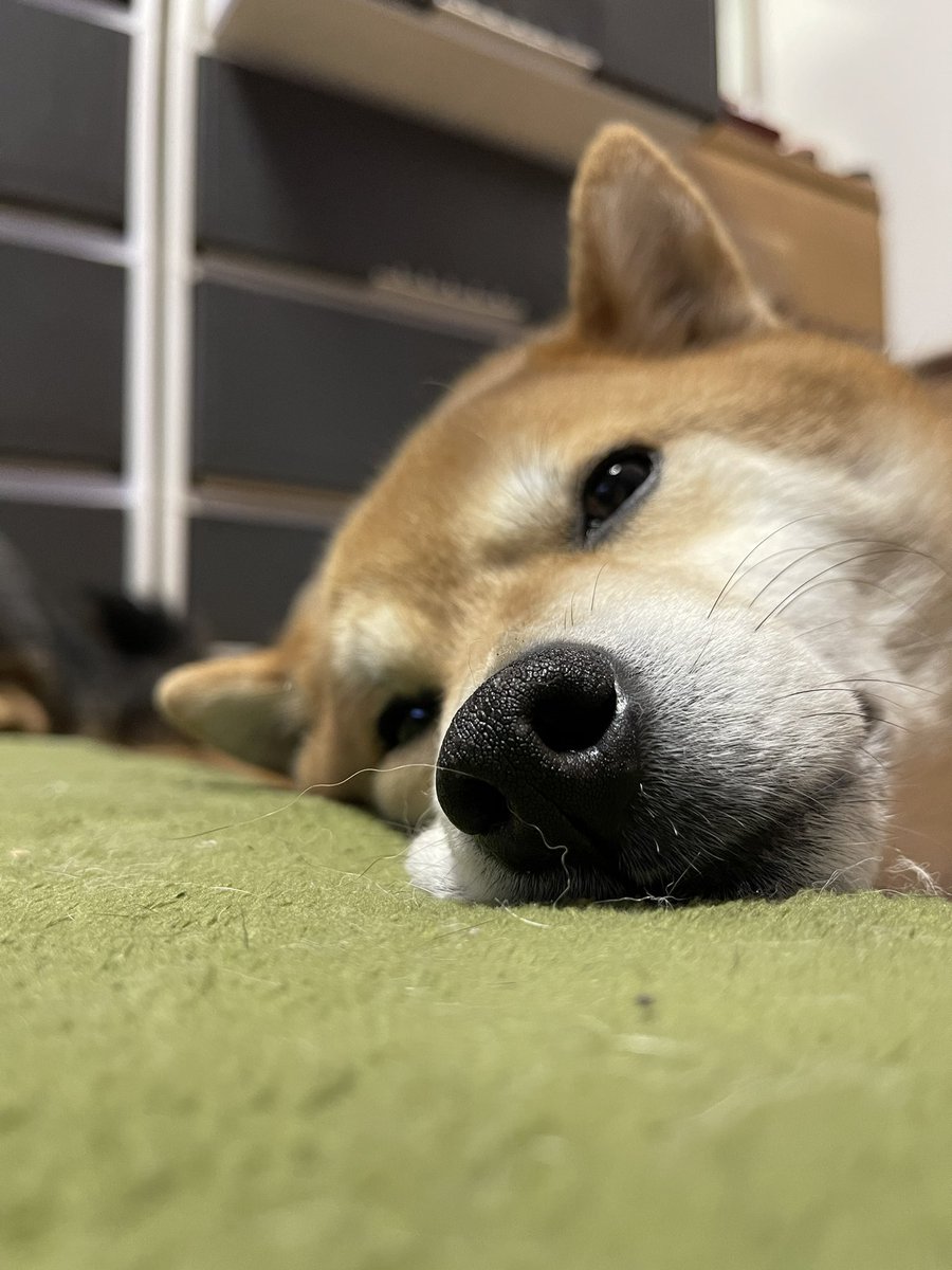 megusyan716's tweet photo. 俺は眠てぇぞぉぉぉぉぉ😪 https://t.co/YReK6rRBV9